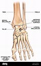 Medial Malleolus Anatomy