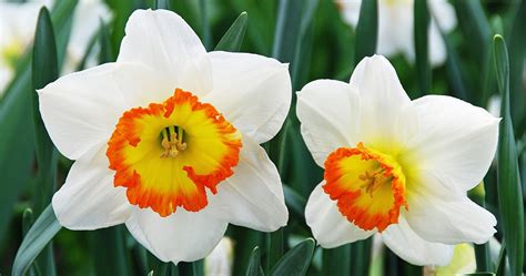 Narcissus Flowers Cs