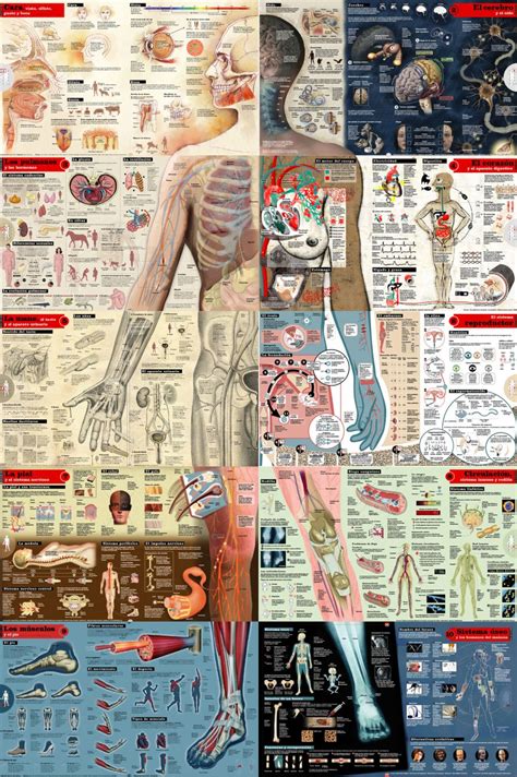 Infografia Cuerpo Humano Cuerpo Humano Anatomia Humana Musculos Vrogue