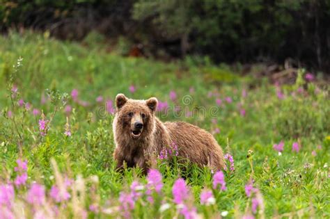 Grizzly Bear On A Meadow Stock Image Image Of Arctos 156085823