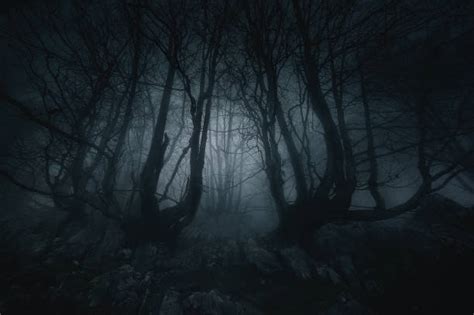 Best Scary Trees At Night In Black And White Stock Photos Pictures