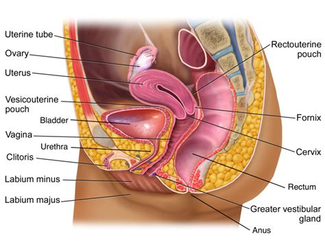 Nerve Damage To The Vaginal Cuff After Total Hysterectomy By Sherril L Johnson Medium