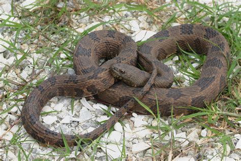 Venomous Snakes In Florida