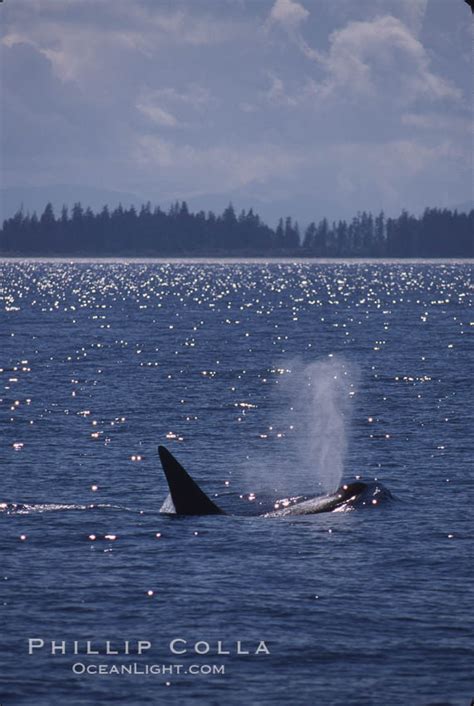 Killer Whale Orca Orcinus Orca Frederick Sound Alaska 04404