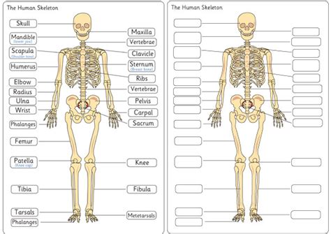 Skeleton Biologylife Science Pinterest