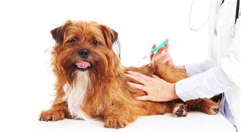 Cortisone For Dogs A Quick Guide Small Fluffy Dog Breeds