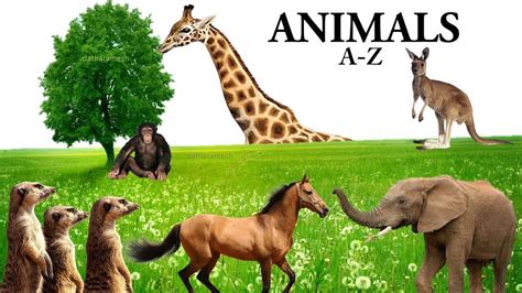 A Z Animals Names Youtube