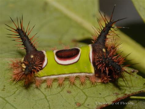 Watch Out For Stinging And Venomous Caterpillars Panhandle Agriculture