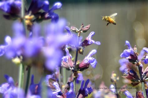 Check spelling or type a new query. Backyard Farming: Plants to attract butterflies and bees