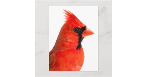 Cardinal Postcard Zazzle