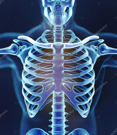 Human Collar Bones Anatomy Model — Stock Photo © Anatomyinsider 146519331