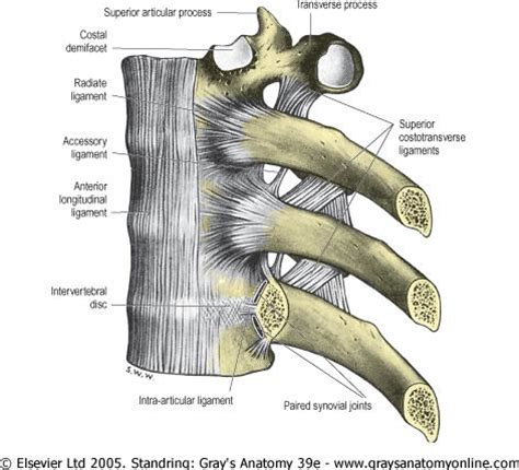 Many conditions and injuries can affect this article looks at the anatomy of the back, including bones, muscles, and nerves. Chest, Back, and Abdomen Connective Tissue - Human Biology 351 with Nelson at University of ...