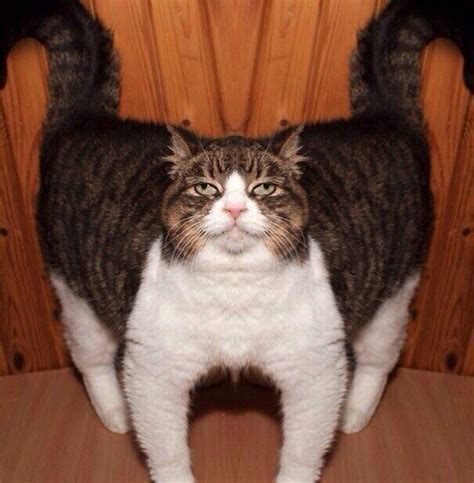 Funny Cursed Cat Images Best Funny Images