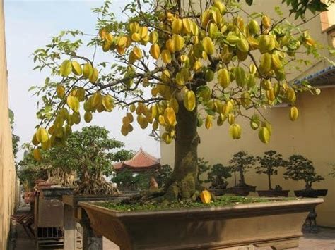 Planting & care tips for your star fruit (carambola) tree june 14, 2011. Bonsai- Star fruit tree, Carambola (Averhoa carambola ...