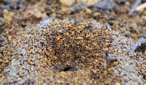 The Science Of Ants Underground Cities