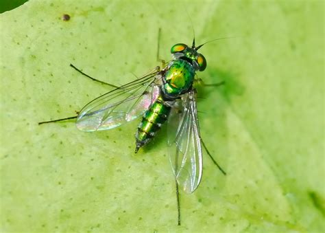Green Long Legged Fly I Heteropsilopus Sp Or Sciapus Sp