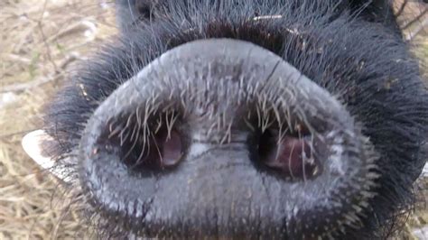 Pig Nose Close Up Youtube