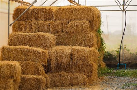 11 Best Hay Types For Horses