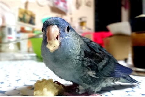 オウム病（psittacosis、parrot fever）とは、クラミジアの一種である、オウム病クラミジア（chlamydophila psittaci あるいはchlamydophilia abortus）の感染によって生ずる人獣共通感染症。 小鳥に隠れるオウム病の脅威