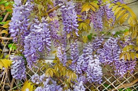 Purple Wisteria Flowers Tree Stock Photo Image Of Plant Branches