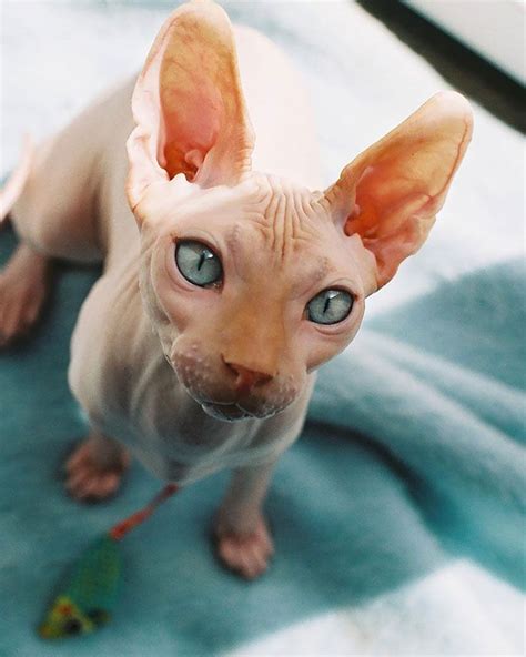 Meet Sphynx Cats The Most Adorable Hairless Felines Cute Hairless Cat Sphynx Cat Hairless Cat