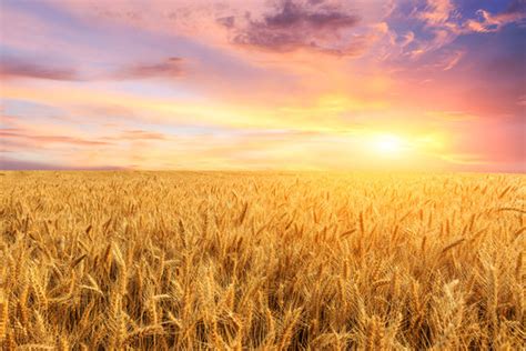 Wheat Field Background Sunset