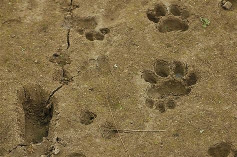 HD Animals: tiger footprint