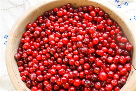 Red Berries Close Up Stock Image Image Of Garden Juicy 110880229