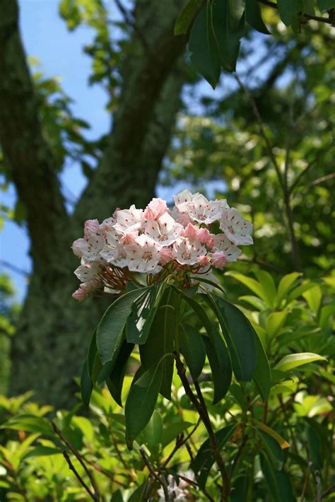 Mountain Laurel Evergreen Flowering Native Britannica