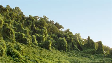 The Story Of Kudzu In Chattanooga Noogatoday