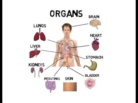 Human organs & anatomy diagram picture category: Organs of the body - YouTube