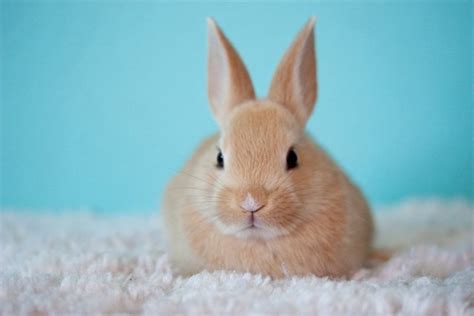 Palomino 10 Most Beautiful Rabbit Breeds
