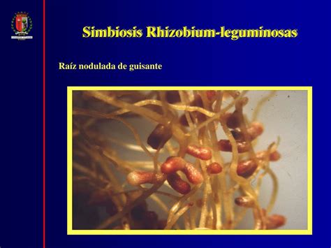 A Associação Entre Plantas Leguminosas E Bactérias Do Gênero Rhizobium