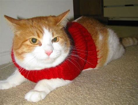 1000 Images About Cat Sweaters On Pinterest Purple Sweater Sweaters