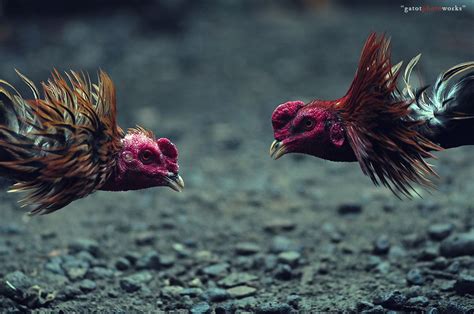 Cock Fight Wallpapers Wallpaper Cave