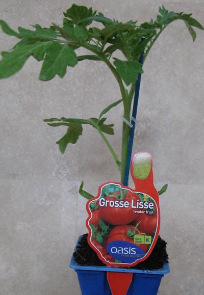 Tomato Grosse Lisse 10cm Seedlings Garden World Nursery