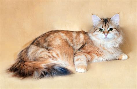 36 Hq Images Golden Tabby Siberian Cat Siberian Cat Breed Information