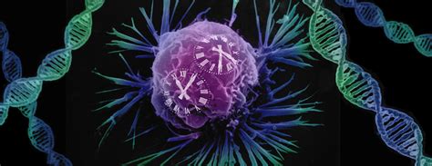 Molecular Clocks Control Mutation Rate In Human Cells Wellcome Sanger Institute