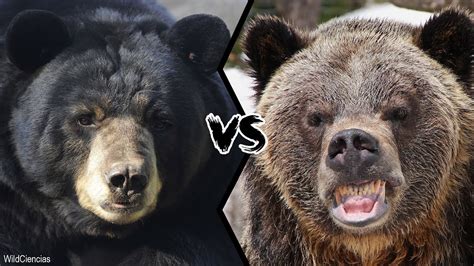 Black Bear Vs Brown Bear Who Would Win A Fight Youtube