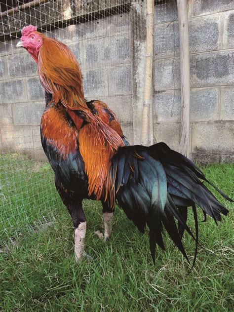 Ayam adalah hewan yang berasal dari kingdom animalia dan berada pada kelas aves. Download Koleksi 43 Meme Ayam Petarung Terbaru | Gudang Meme
