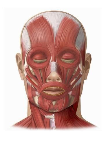 Attached to the bones of these muscles become very easy to identify once you know the names of the bones that they are. Illustration of the Human Face Muscles Showing the ...