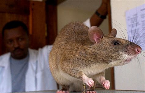 Giant Rats Trained To Sniff Out Tb Fox News