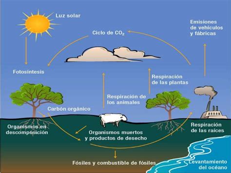 El Ciclo Del Carbono Escuelapedia Recursos Educativosescuelapedia
