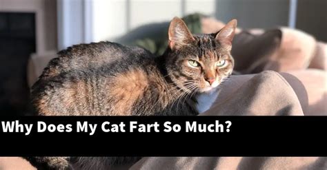 Why Does My Cat Fart So Much Catstopics