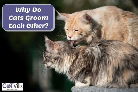 Why Do Cats Groom Each Other Most Common Reasons