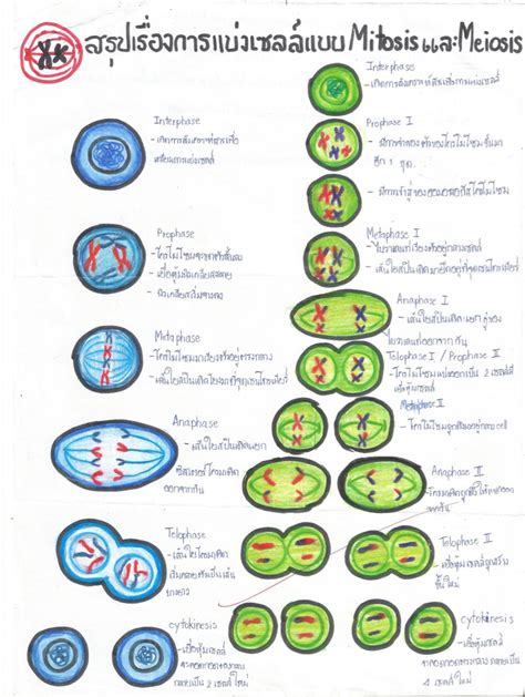 โน้ตของ การแบ่งเซลล์แบบไมโอซิส&ไมโทซิส - Clear
