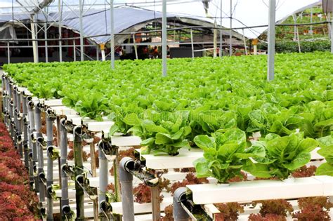 Agriculture Hydroponic Vegetable Farm Stock Photo