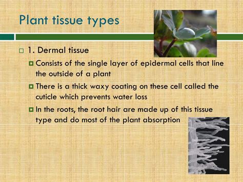 Ppt Plant Tissues Powerpoint Presentation Free Download Id2316476