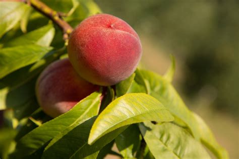 Peach Free Stock Photo Public Domain Pictures