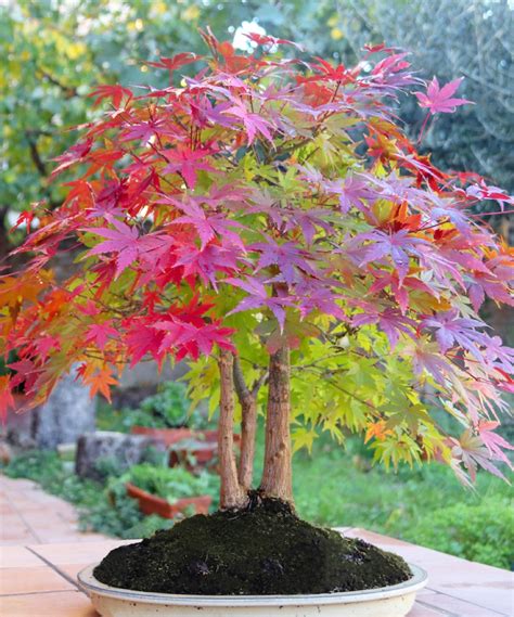 Best Trees For A Small Garden Top Choices For A Compact Outdoor Space